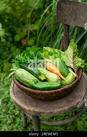 Récolte de légumes frais dans un panier dans le jardin. Produits du jardin et légumes récoltés. Légumes frais de ferme dans le panier Banque D'Images