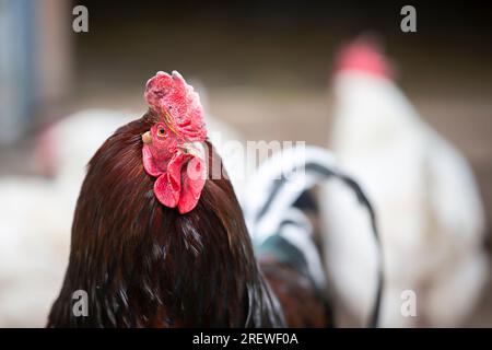 Un coq noir important avec une barbe rouge et un peigne regarde la caméra. Banque D'Images