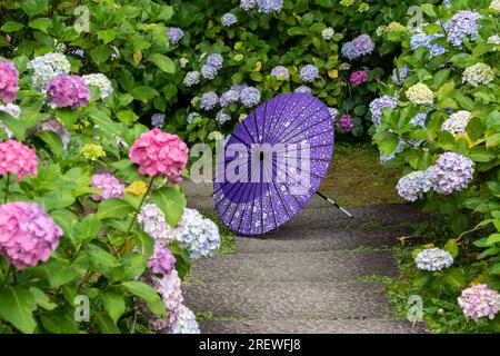 Parapluie traditionnel japonais en papier à huile et arbustes et arbustes florissants Hydrangea macrophylla dans le jardin. Concept de culture japonaise. Kyoto, Japon Banque D'Images