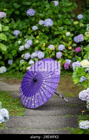 Parapluie traditionnel japonais en papier à huile et arbustes et arbustes florissants Hydrangea macrophylla dans le jardin. Concept de culture japonaise. Kyoto, Japon Banque D'Images