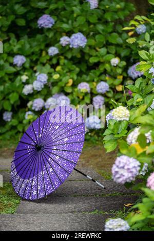 Parapluie traditionnel japonais en papier à huile et arbustes et arbustes florissants Hydrangea macrophylla dans le jardin. Concept de culture japonaise. Kyoto, Japon Banque D'Images