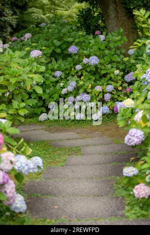 Hydrangea macrophylla arbustes fleuris et buissons dans le chemin du jardin. Banque D'Images