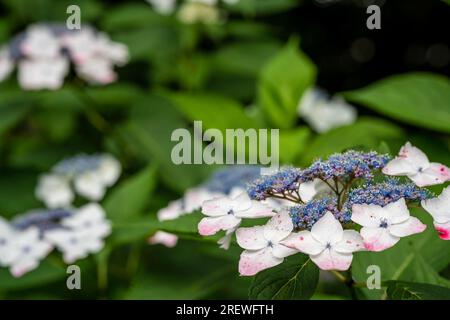 Gros plan Hydrangea macrophylla fleur en pleine floraison dans le jardin. Banque D'Images