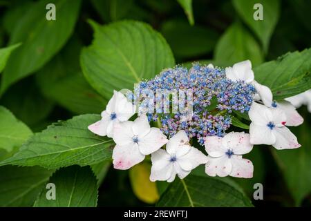 Gros plan Hydrangea macrophylla fleur en pleine floraison dans le jardin. Banque D'Images