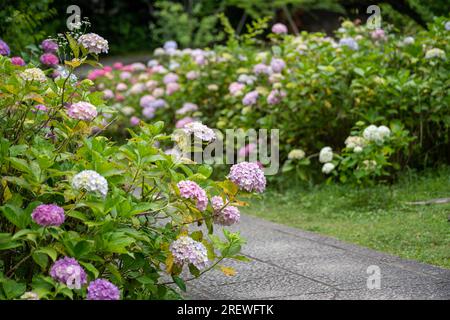 Hydrangea macrophylla arbustes fleuris et buissons dans le chemin du jardin. Banque D'Images