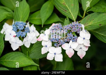 Gros plan Hydrangea macrophylla fleur en pleine floraison dans le jardin. Banque D'Images