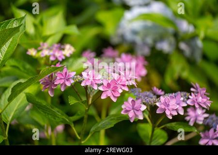 Gros plan Hydrangea macrophylla fleur en pleine floraison dans le jardin. Banque D'Images