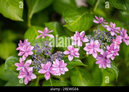 Gros plan Hydrangea macrophylla fleur en pleine floraison dans le jardin. Banque D'Images