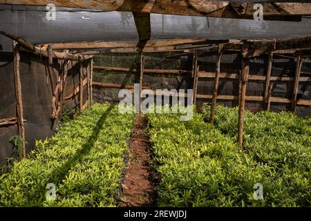 Photographes documentaires et humanitaires kenyans-Antony Trivet Photography Banque D'Images