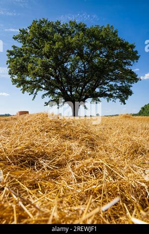 chêne à feuilles caduques pousse dans un champ agricole avec du blé, chêne avec feuillage vert avec paille de blé sèche jaune après la récolte du grain, chêne à feuilles caduques dans Banque D'Images