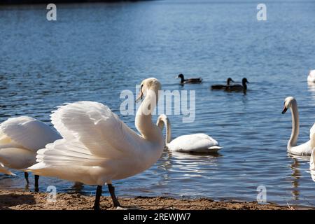 Cygne blanc flottant sur le lac, beaux cygnes aquatiques au printemps, beaux oiseaux de grande taille, gros plan Banque D'Images