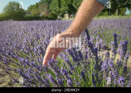 Gros plan main mâle touchant doucement les fleurs de lavande en fleurs dans le champ. Ferme de plantes aromatiques. Blossom temps jour ensoleillé ciel bleu fond naturel. Banque D'Images