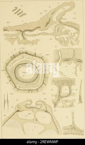 'Echinodermen (Stachelhäuter)' (1889) Banque D'Images