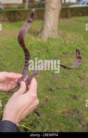 Formes de fruits d'acacia. Gousses de graines de Gleditsia triacanthos. gros plan. Entre les mains d'une femme Banque D'Images