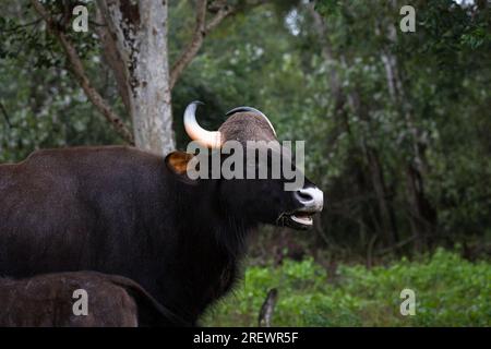 Un Gaur indien sauvage, le plus gros bétail du monde.Voir plus d'images d'animaux - Bison Banque D'Images