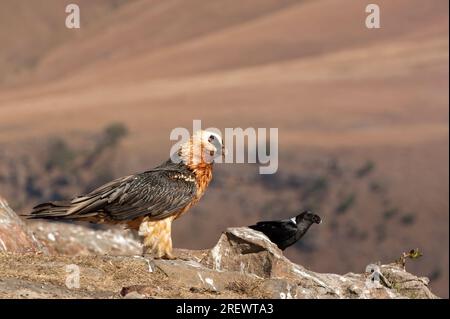 Vautour barbu debout sur le bord d'une falaise Banque D'Images