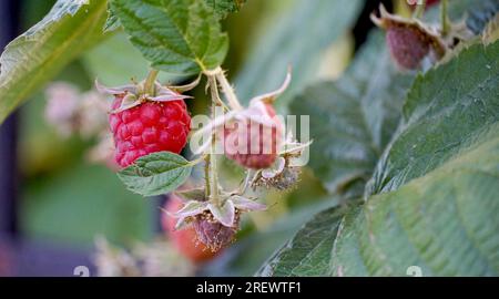 branche de framboises mûres dans un jardin Banque D'Images