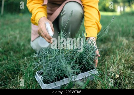 Agriculteur arrosant à la main beau champ de lavande. Heureuse femme fermière tenant la boîte en plastique avec des herbes fraîches de fleur de lavande sur le champ de campagne. Banque D'Images