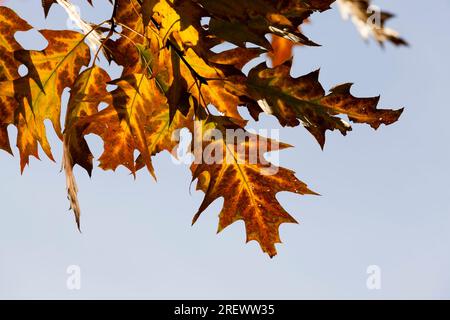 changement de couleur chêne en automne, le feuillage du chêne est endommagé et tombera, arbres à feuilles caduques y compris le chêne avant la chute des feuilles, fermer u Banque D'Images