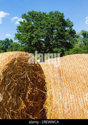 Champ agricole avec de la paille de Barbarie de blé, dont le grain a été recueilli pour la nourriture, champ de blé sur une journée ensoleillée d'été Banque D'Images