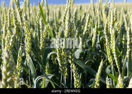 champ agricole semé avec des céréales qui ne sont pas mûres, un grand nombre de plantes pour la récolte du blé ou d'autres céréales Banque D'Images