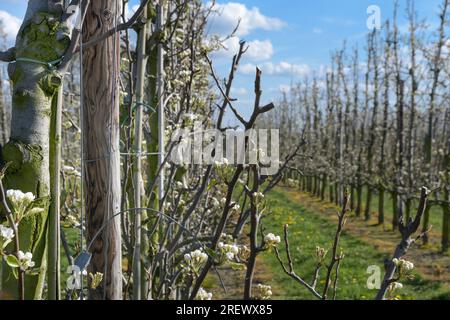 Attachez les jeunes pousses sur les poiriers. Plantations de poires en fleurs au printemps. Banque D'Images