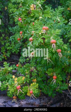 Rosa rugosa prospère le long de la côte norvégienne. Banque D'Images