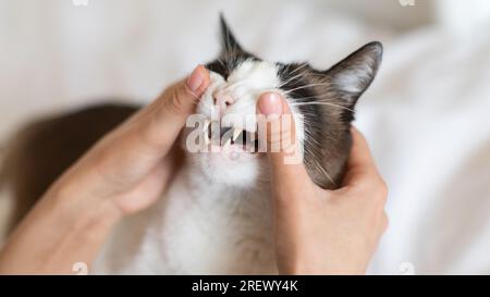 Gros plan de Cat pendant que le propriétaire d'un animal examine ses dents en intérieur Banque D'Images