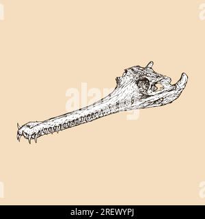 illustration vectorielle de tête de crâne gavial indien Illustration de Vecteur