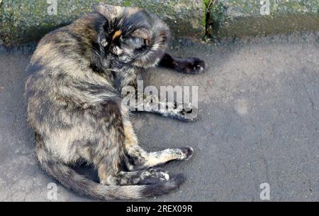 fourrure noire et jaune de chat errant dans la rue Banque D'Images