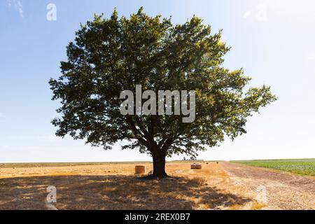 chêne à feuilles caduques pousse dans un champ agricole avec du blé, chêne avec feuillage vert avec paille de blé sèche jaune après la récolte du grain, chêne à feuilles caduques dans Banque D'Images