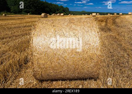 Champ agricole sur lequel il y a des piles après la récolte du blé, du blé il y avait des piles dorées de paille de Barbarie, piles de leur blé s Banque D'Images