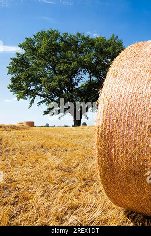 chêne à feuilles caduques pousse dans un champ agricole avec du blé, chêne avec feuillage vert avec paille de blé sèche jaune après la récolte du grain, chêne à feuilles caduques dans Banque D'Images