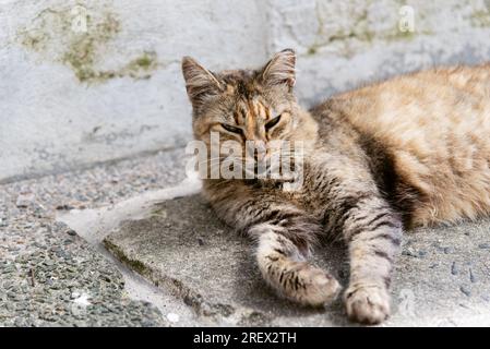 Un chat brun couché sur le sol dans la rue regardant la caméra. Chat abandonné. Pelourinho, Brésil. Banque D'Images