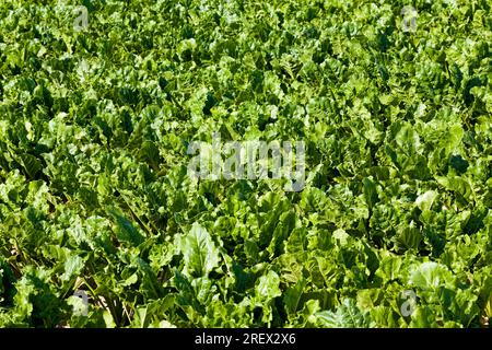 champ agricole où l'on cultive des variétés de betterave sucrière, plantes vertes de betterave sucrière sur des sols fertiles, obtenant une récolte de sug de haute qualité Banque D'Images