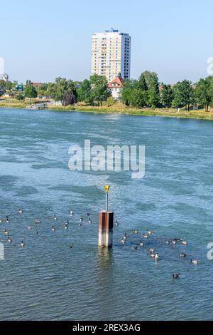 Le Rhin entre Strasbourg et Kehl vu du jardin des deux rives. Bas-Rhin, collectivite européenne d'Alsace,Grand est. Banque D'Images