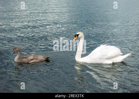 Cob protecteur et cygnet, cygne père et cygne bébé, nageant avec grâce et élégance dans l'eau bleue Banque D'Images