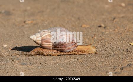 Escargot traversant g une route de gravier Banque D'Images