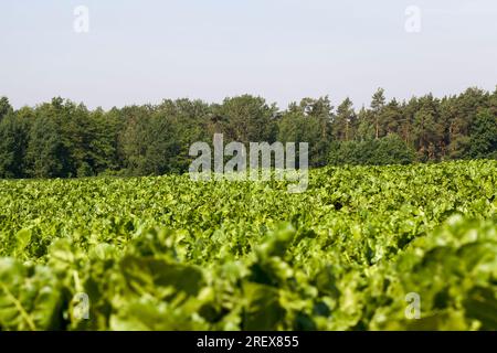 champ agricole où l'on cultive des variétés de betteraves de reproduction, plantes de betteraves vertes sur des sols fertiles, obtenant une récolte de produits de betterave de haute qualité Banque D'Images