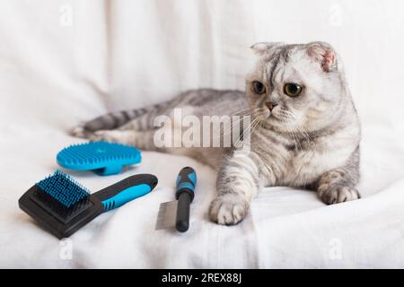 Chat tabby gris se trouve à côté de diverses brosses et peignes pour les soins des animaux de compagnie Banque D'Images