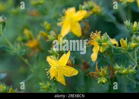 Hypericum perforatum, St. Millepertuis été fleurs jaunes gros plan mise au point sélective Banque D'Images