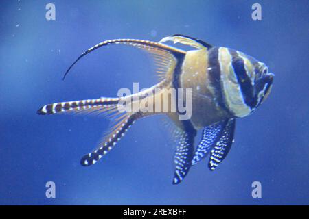 Cardinalfish Banggai Banque D'Images