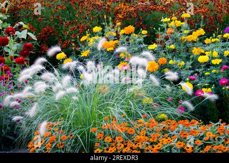 Belle parterre de fleurs plantes de jardin coloré Pennisetum zinnias Marigolds Helenium fleurs bordure mixte Pennisetum villosum fontaine herbe Mid Summer Banque D'Images