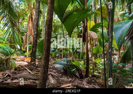 Plantes de coco de Mer dans la Vallée de Mai Banque D'Images