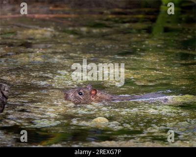 Natation de rat brun dans l'étang Banque D'Images