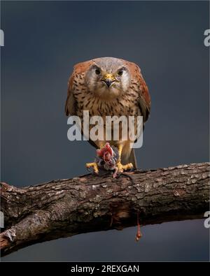 Kestrel mâle avec proie sur Branch Banque D'Images