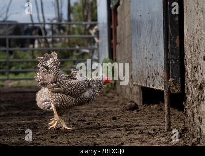 Poule de basse-cour Banque D'Images