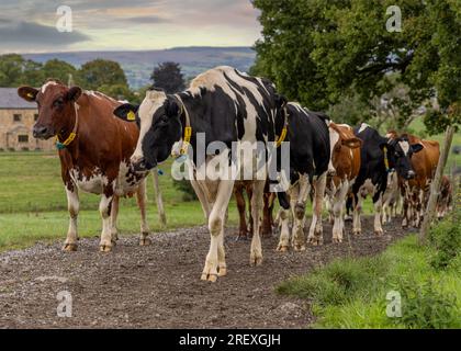 Bovins laitiers marchant Banque D'Images