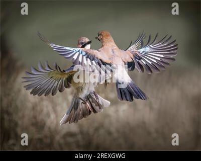 Eurasian Jays Fighting Mid Air Banque D'Images