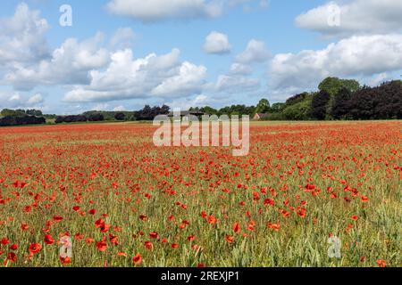 Magnifique champ de blé et de pavot sur des terres agricoles à Rushall Wiltshire, Angleterre Royaume-Uni. Prise en juin Banque D'Images